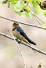 Barn Swallow